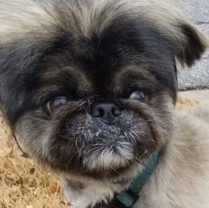 Meet your Posher, Simone